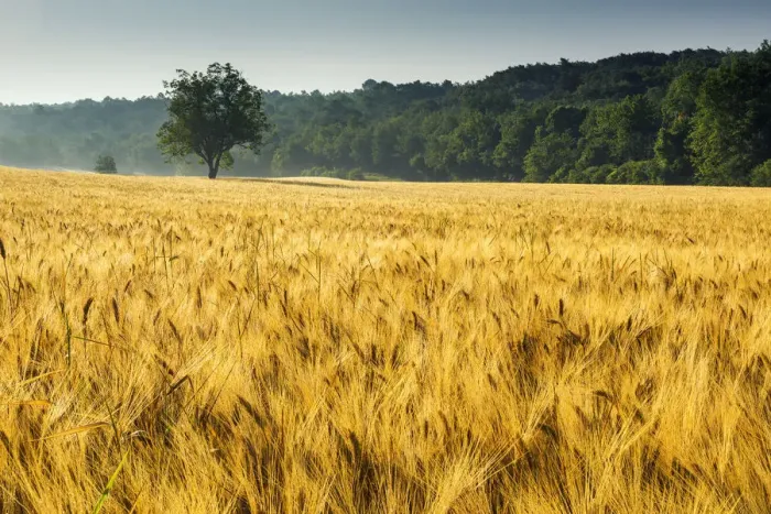 Framed Print : Tree in Field of Wheat, Provence, France Framed Print : Tree in Field of Wheat, Provence, France