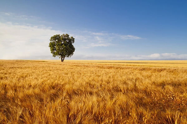 Tree in Field of Wheat, Valensole Plain, Provence, France