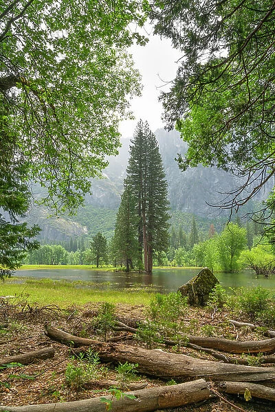 Tree on flooded meadow in Yosemite Valley, Yosemite National Park, UNESCO, Sierra Nevada, California, USA
