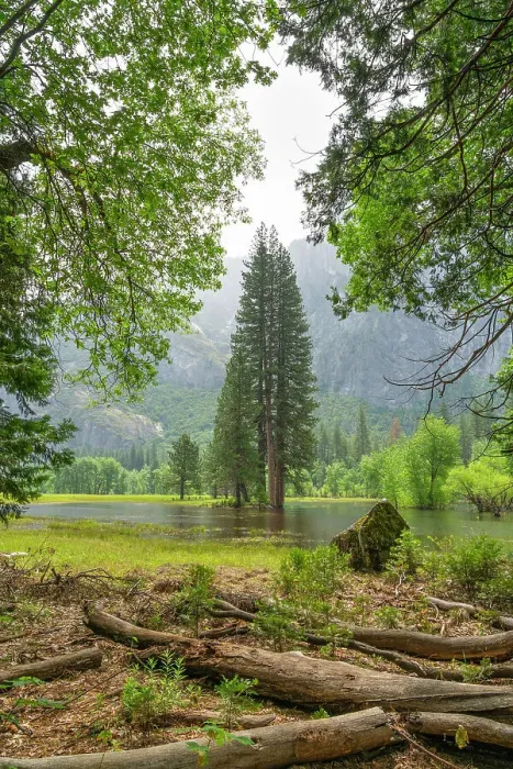 Framed Print : Tree on flooded meadow in Yosemite Valley, Yosemite National Park, UNESCO, Sierra Nevada, California, USA Framed Print : Tree on flooded meadow in Yosemite Valley, Yosemite National Park, UNESCO, Sierra Nevada, California, USA