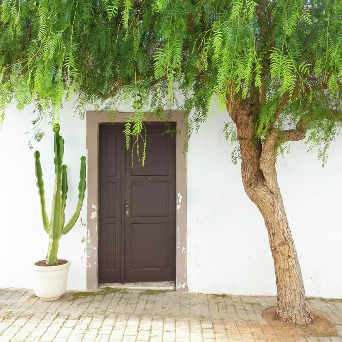 Framed Print : Tree framing the door of an old house, Teguise, Lanzarote, Canary Islands, Spain Framed Print : Tree framing the door of an old house, Teguise, Lanzarote, Canary Islands, Spain