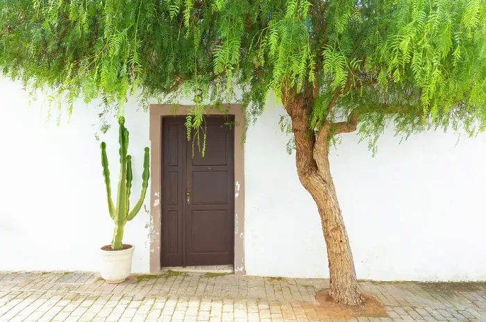 Framed Print : Tree framing the door of an old house, Teguise, Lanzarote, Canary Islands, Spain Framed Print : Tree framing the door of an old house, Teguise, Lanzarote, Canary Islands, Spain