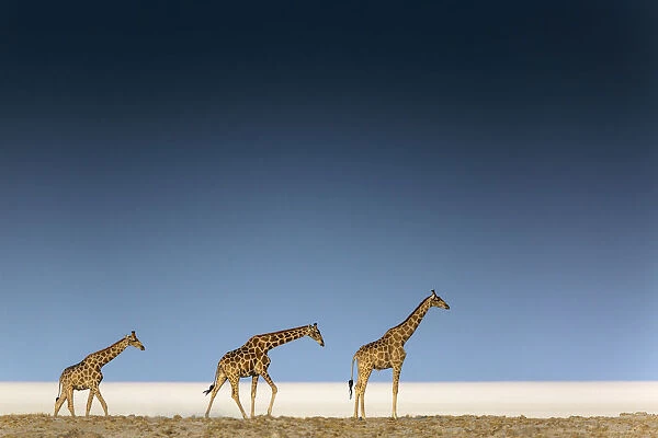 Tree giraffes in Etosha pan, Namibia