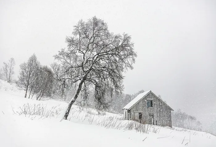 Framed Print : Tree and hut in falling snow, Bergsbotn, Senja, Norway Framed Print : Tree and hut in falling snow, Bergsbotn, Senja, Norway