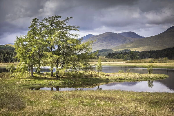 Tree island in Loch Tulla on the south edge of Rannoch Moor, Aryll and Bute, Scotland