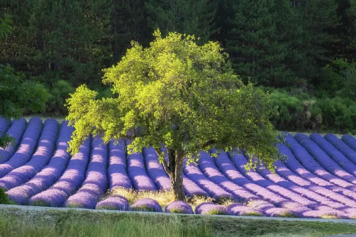 Framed Print : Tree in lavender field near Sault, Provence-Alpes-Cote d'Azur, Provence, France Framed Print : Tree in lavender field near Sault, Provence-Alpes-Cote d'Azur, Provence, France