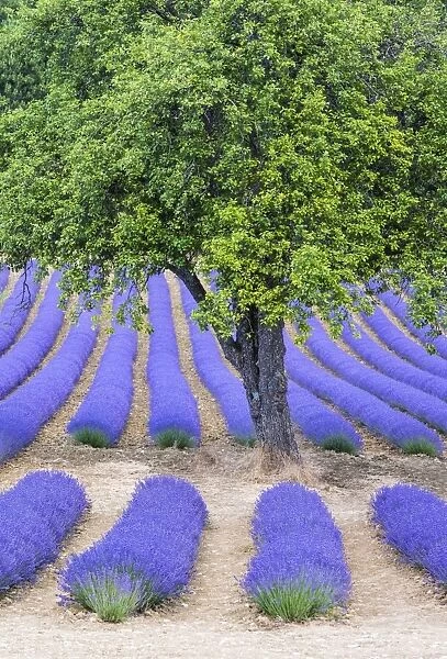 Tree and lavender, Provence, France