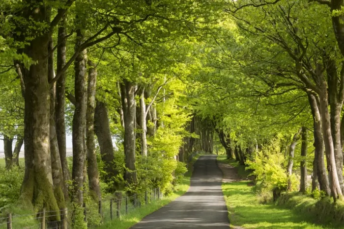 Framed Print : Tree lined avenue in spring time, Dartmoor National Park, Devon, England. Spring Framed Print : Tree lined avenue in spring time, Dartmoor National Park, Devon, England. Spring