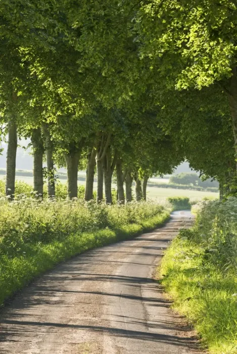 Framed Print : Tree lined country lane, Dorset, England. Summer (July) Framed Print : Tree lined country lane, Dorset, England. Summer (July)