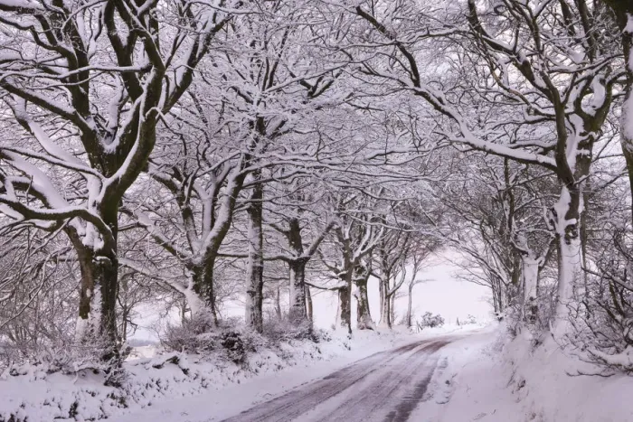Framed Print : Tree lined country lane laden with snow, Exmoor, Somerset, England. Winter Framed Print : Tree lined country lane laden with snow, Exmoor, Somerset, England. Winter