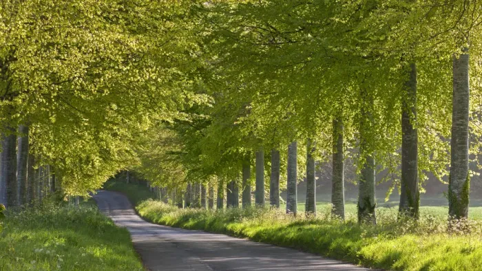 Framed Print : Tree lined country lane in Springtime, Dorset, England Framed Print : Tree lined country lane in Springtime, Dorset, England