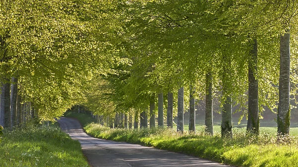 Tree lined country lane in Springtime, Dorset, England