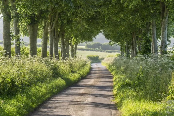Framed Print : Tree lined country lane in summer time, Dorset, England Framed Print : Tree lined country lane in summer time, Dorset, England