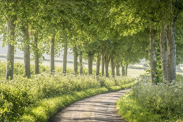 Tree lined country lane in summer time, Dorset, England