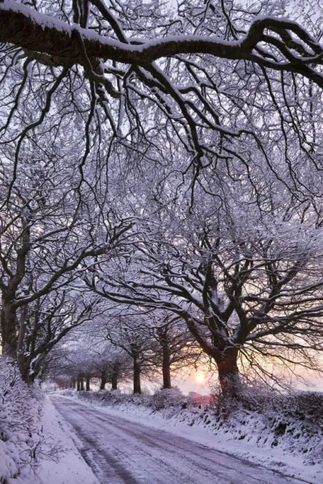 Framed Print : Tree lined country lane in winter snow, Exmoor, Somerset, England. Winter Framed Print : Tree lined country lane in winter snow, Exmoor, Somerset, England. Winter