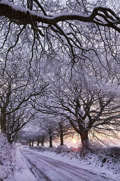 Tree lined country lane in winter snow, Exmoor, Somerset, England. Winter