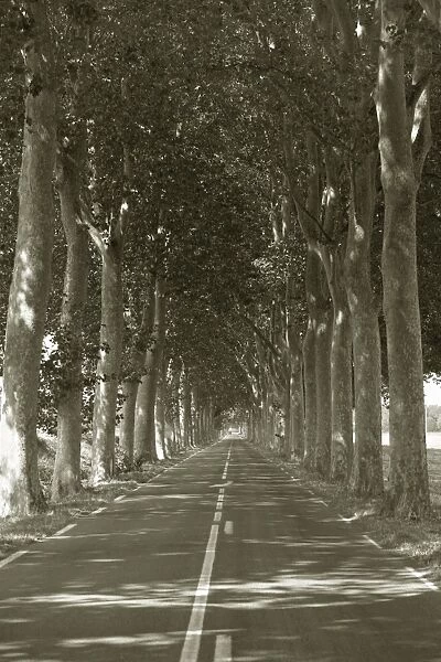 Tree Lined Country Road