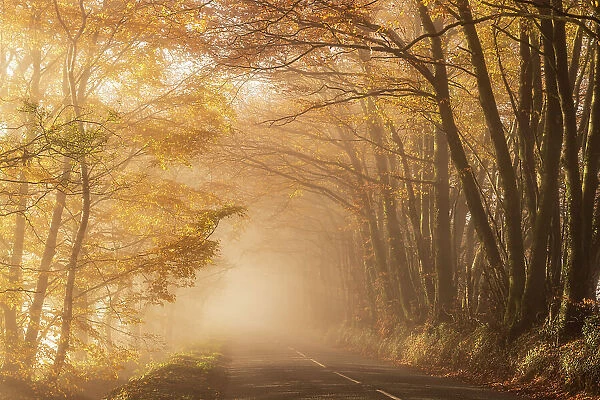 Tree lined road on a beautiful misty, autumn morning, Somerset, England. Autumn (December) 2022
