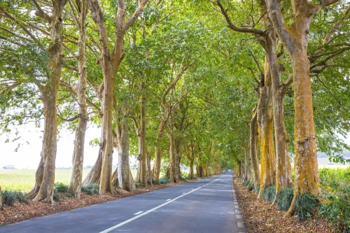 Framed Print : Tree lined road, Flacq, East Coast, Mauritius Framed Print : Tree lined road, Flacq, East Coast, Mauritius