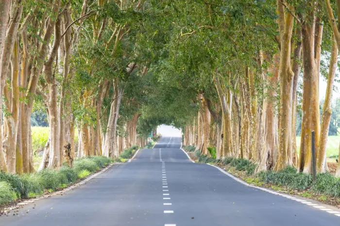Framed Print : Tree-lined road, Grand Port district, Mauritius, Africa Framed Print : Tree-lined road, Grand Port district, Mauritius, Africa