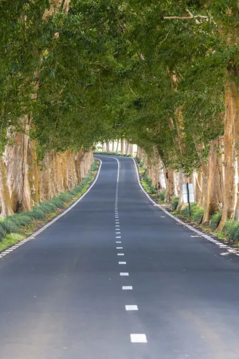 Framed Print : Tree-lined road, Grand Port district, Mauritius, Africa Framed Print : Tree-lined road, Grand Port district, Mauritius, Africa