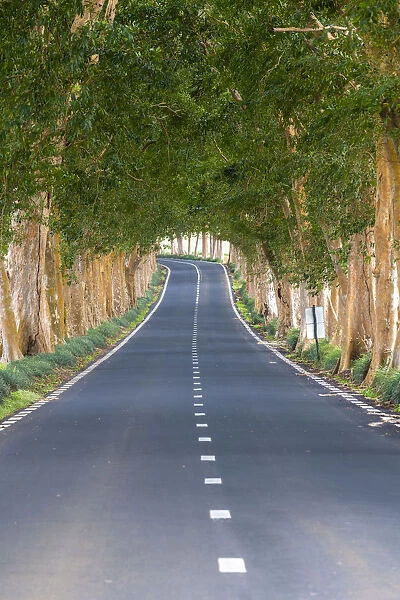 Tree-lined road, Grand Port district, Mauritius, Africa