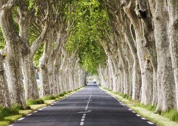 A tree-lined road, Languedoc-Roussillon, France