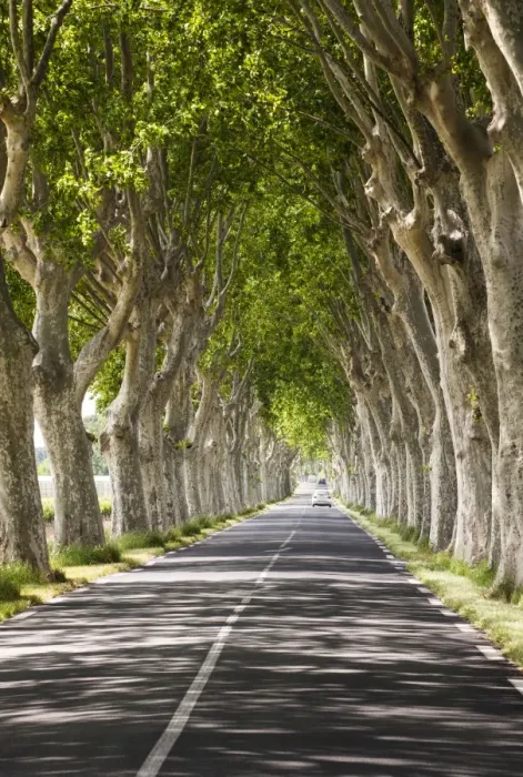 Framed Print : A tree-lined road, Languedoc-Roussillon, France Framed Print : A tree-lined road, Languedoc-Roussillon, France