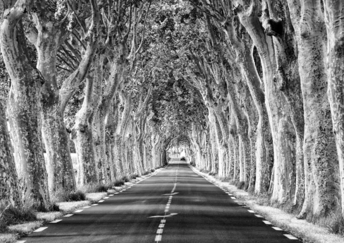 Framed Print : A tree-lined road, Languedoc-Roussillon, France