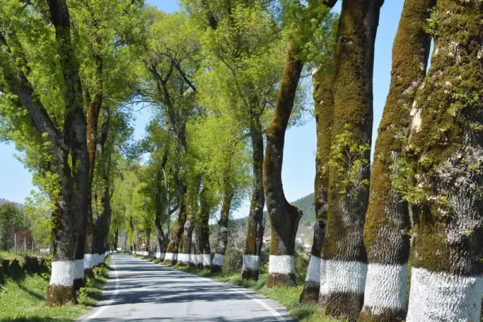 Framed Print : Tree lined road, Marvao, Portugal Framed Print : Tree lined road, Marvao, Portugal