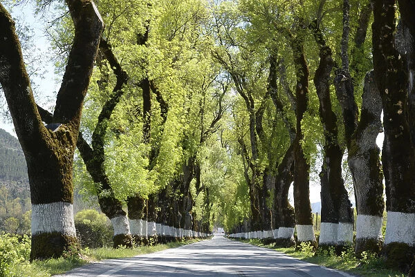 Tree lined road, Marvao, Portugal