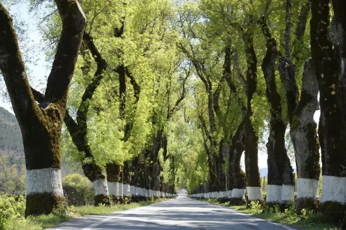 Framed Print : Tree lined road, Marvao, Portugal Framed Print : Tree lined road, Marvao, Portugal