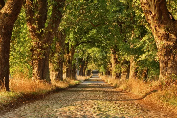 Framed Print : Tree lined road near Binz, Rugen Island, Baltic Sea, Mecklenburg-Western Pomerania, Germany Framed Print : Tree lined road near Binz, Rugen Island, Baltic Sea, Mecklenburg-Western Pomerania, Germany