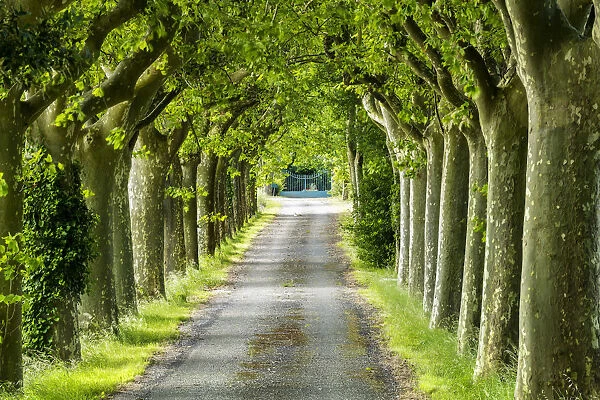Tree-lined Road, near Carcassonne, Occitanie, France