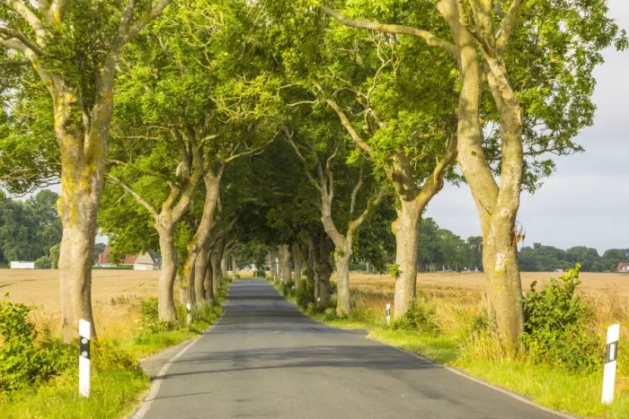 Framed Print : Tree lined road, Rugen Island, Baltic Coast, Mecklenburg-Western Pomerania, Germany Framed Print : Tree lined road, Rugen Island, Baltic Coast, Mecklenburg-Western Pomerania, Germany