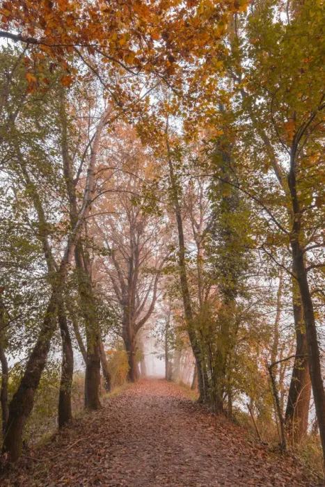 Framed Print : Tree-lined street in autumn near the Adda river. Airuno, Lecco province, Lombardy