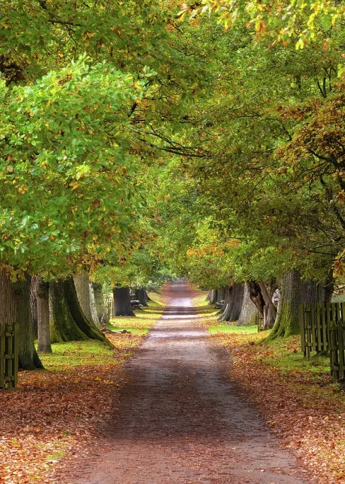 Framed Print : A tree-lined track in Knole park, Kent, England Framed Print : A tree-lined track in Knole park, Kent, England