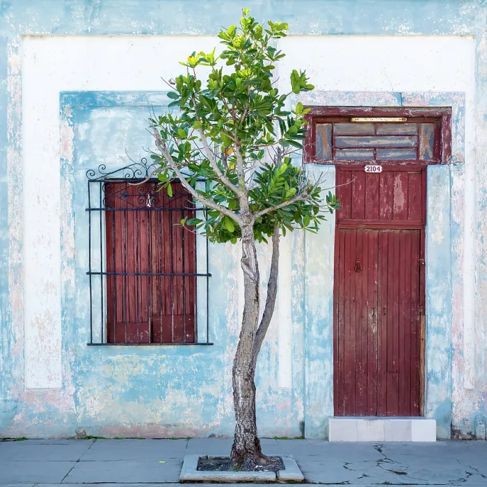 Framed Print : Tree in front of an old art deco house, Cienfuegos, Cienfuegos Province, Cuba