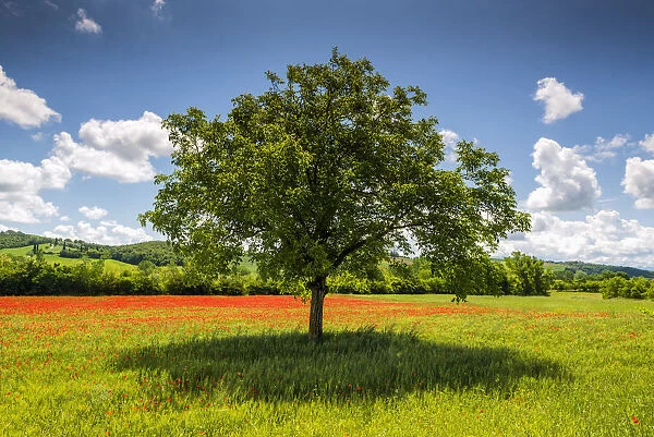 Tree in Poppy Field, near San Giovanni d Asso, Tuscany, Italy