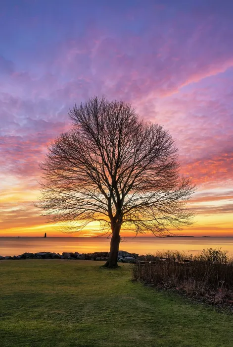 Framed Print : Tree profile at sunrise, Great Island Common, New Castle, New Hampshire, USA Framed Print : Tree profile at sunrise, Great Island Common, New Castle, New Hampshire, USA