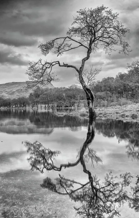 Framed Print : Tree Reflecting in Loch Awe, Argyll & Bute, Scotland Framed Print : Tree Reflecting in Loch Awe, Argyll & Bute, Scotland