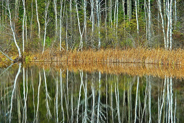Tree reflection in Long Lake Longlac, Ontario, Canada