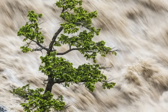 Framed Print : Tree & river in flood, Banff, Alberta, Canada Framed Print : Tree & river in flood, Banff, Alberta, Canada