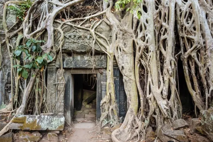 Framed Print : Tree roots growing on Ta Prohm temple (Rajavihara) ruins, Angkor, UNESCO World Heritage Site Framed Print : Tree roots growing on Ta Prohm temple (Rajavihara) ruins, Angkor, UNESCO World Heritage Site