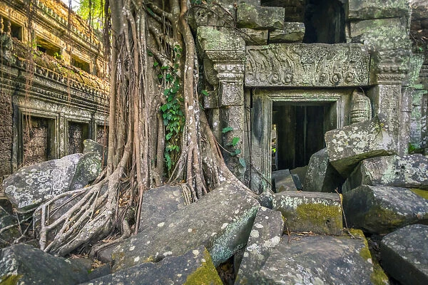 Tree roots at Ta Prohm temple ruins, Angkor, UNESCO World Heritage Site, Siem Reap