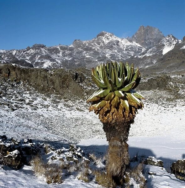 A tree senecio or giant groundsel flourishes in snow