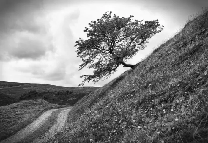 Framed Print : A tree on a slope, Peak District National Park, Derbyshire, England Framed Print : A tree on a slope, Peak District National Park, Derbyshire, England