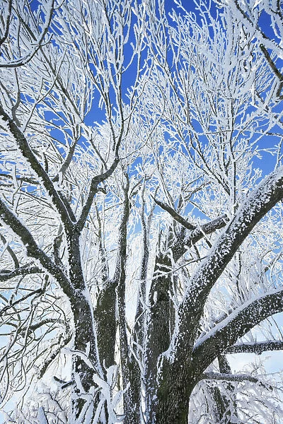 Tree in snow - Germany, Bavaria, Upper Bavaria, Bad Taolz-Wolfratshausen, Sachsenkam