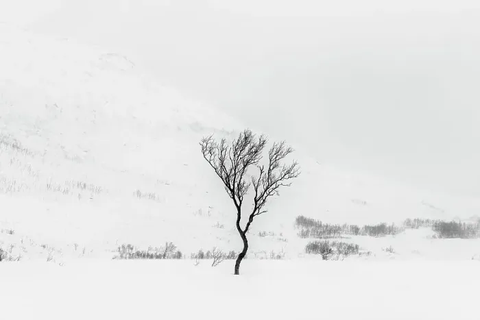 Framed Print : Tree in Snow, near Tromso, Norway