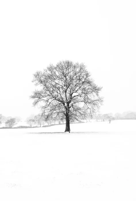 Framed Print : A tree in the snowstorm, Darlands Nature Reserve, Borough of Barnet, London, England Framed Print : A tree in the snowstorm, Darlands Nature Reserve, Borough of Barnet, London, England